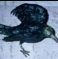 black_bird.jpg
